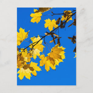 Herfst Blues Briefkaart