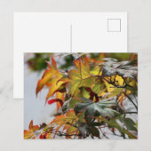 Herfst Briefkaart (Voorkant / Achterkant)