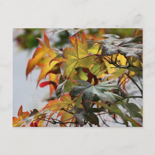 Herfst Briefkaart (Voorkant)