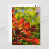 Herfst Briefkaart (Voorkant / Achterkant)