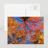 Herfst Canopy Briefkaart (Voorkant / Achterkant)
