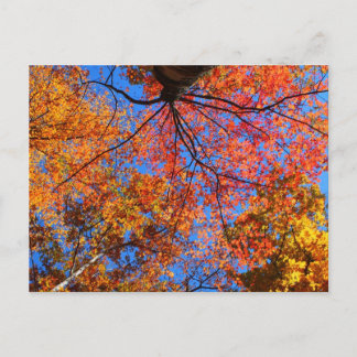 Herfst Canopy Briefkaart