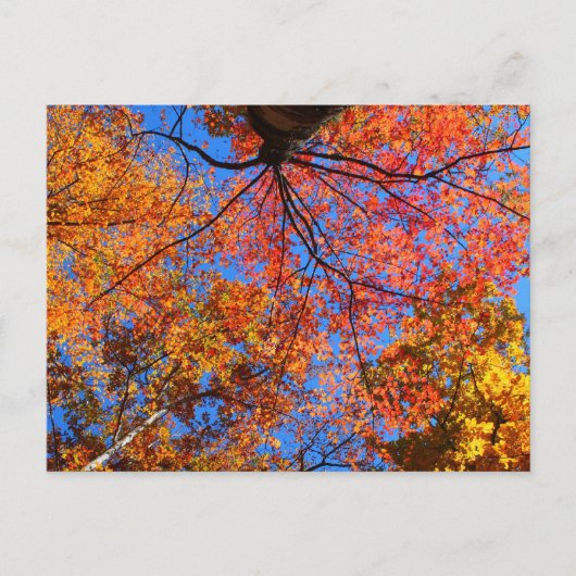 Herfst Canopy Briefkaart (Voorkant)