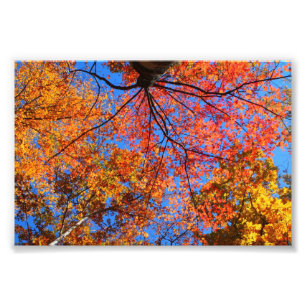Herfst Canopy Foto Afdruk