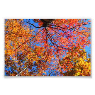 Herfst Canopy Foto Afdruk