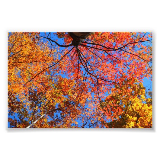Herfst Canopy Foto Afdruk (Voorkant)