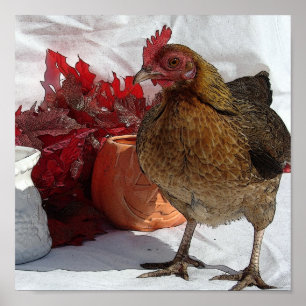 Herfst Chicken Poster