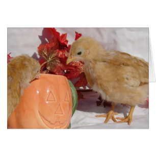 Herfst Chicks