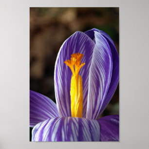 Herfst Crocus - Poster