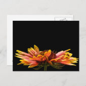 Herfst Daisy Flower Briefkaart (Voorkant / Achterkant)