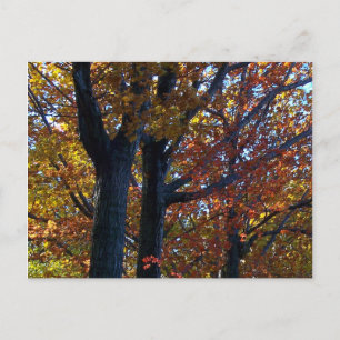 Herfst Delicacy Briefkaart