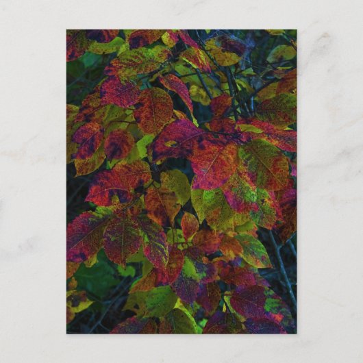 Herfst Dreams Briefkaart (Voorkant)