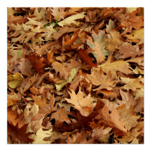 Herfst, droge bladeren perfect poster