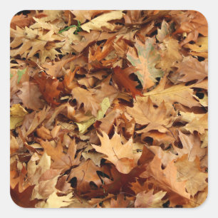 Herfst, droge bladeren vierkante sticker