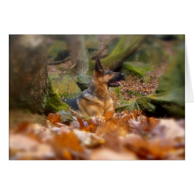 Herfst Duitse Herder Kaart (Voorkant Horizontaal)