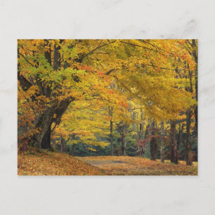 Herfst esdoorn overhangende landelijke laan, briefkaart