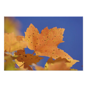 Herfst esdoornblad en blauwe lucht, Wit Foto Afdruk
