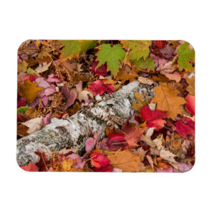 Herfst esdoornbladeren bedekken berkenbast in bos magneet
