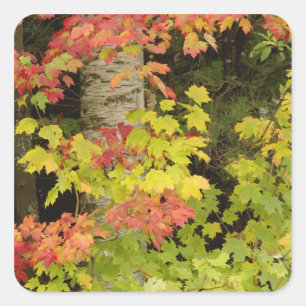 Herfst esdoorns en berkenboom, Wit Vierkante Sticker