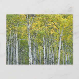 Herfst-espen in McClurepas in Colorado. Briefkaart
