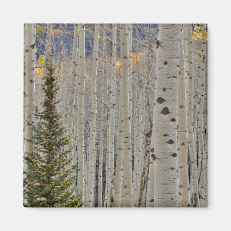Herfst Espenbossen | Colorado Rocky Mountains Magneet