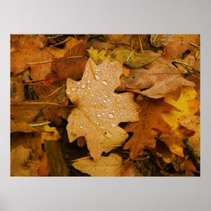 Herfst Fantasy (30) Poster