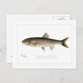Herfst Fish of Silver Chub Briefkaart (Voorkant / Achterkant)