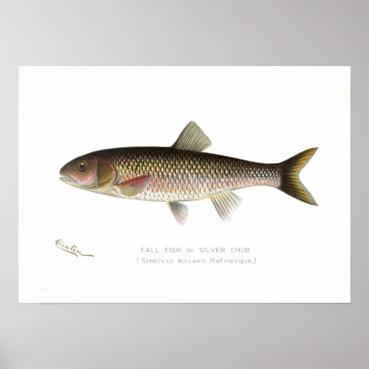 Herfst Fish of Silver Chub Poster (Voorkant)
