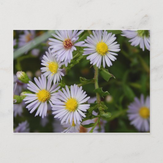 Herfst Flowers Briefkaart (Voorkant)