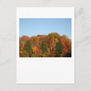 Herfst Foliage Briefkaart