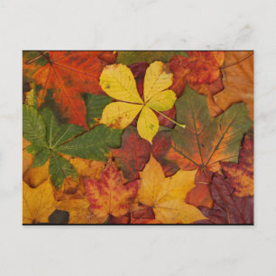 Herfst Foliage Briefkaart