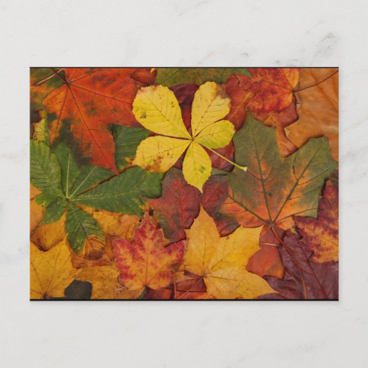 Herfst Foliage Briefkaart (Voorkant)