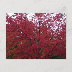 Herfst Foliage in NH 2 Briefkaart