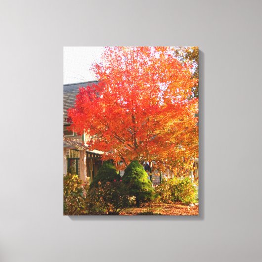 Herfst Foliage in Oak Bluffs - Martha's wijngaard Canvas Afdruk (Voorkant)
