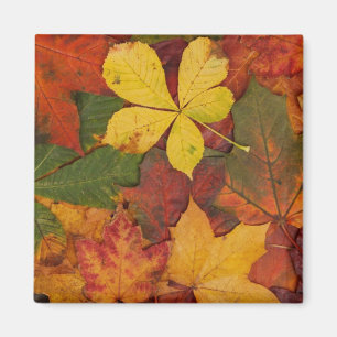 Herfst Foliage Magneet