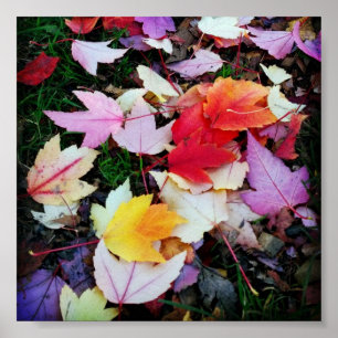 Herfst Foliage Poster