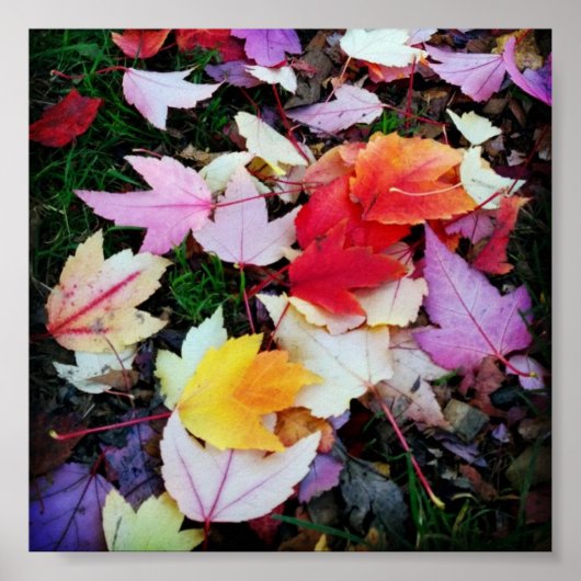 Herfst Foliage Poster (Voorkant)