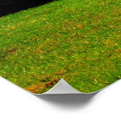 Herfst Foliage Poster (Hoek)