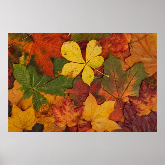 Herfst Foliage Poster (Voorkant)