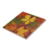 Herfst Foliage Tegeltje (Zijkant)