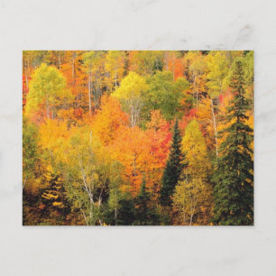 Herfst Foliage Valley Briefkaart
