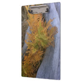 Herfst Forest Braken Klembord (Links)