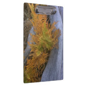 Herfst Forest Braken Klembord (Rechts)