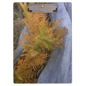 Herfst Forest Braken Klembord (Voorkant)