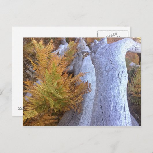 Herfst Forest Briefkaart (Voorkant / Achterkant)