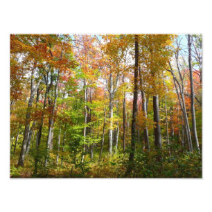 Herfst Forest I Autumn Landscape Photography Foto Afdruk