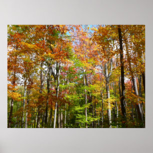 Herfst Forest II Autumn Landscape Photography Poster