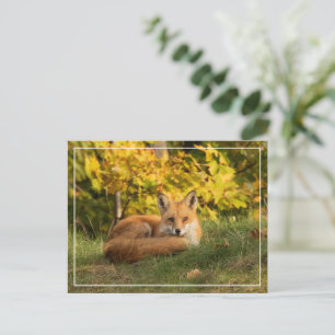 Herfst Fox Briefkaart