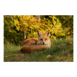 Herfst Fox Perfect Poster