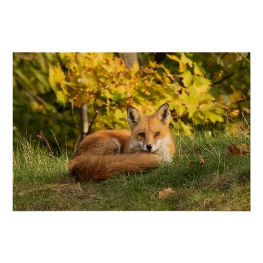 Herfst Fox Perfect Poster (Voorkant)